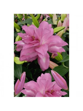 Лилиум 'Lotus Dream'LL52